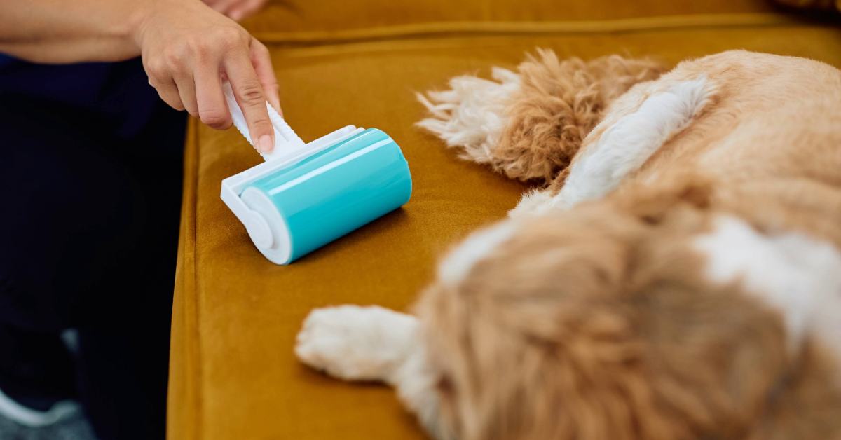 Guía para dueños de mascotas: Cómo eliminar eficazmente los pelos de sofás, alfombras y ropa