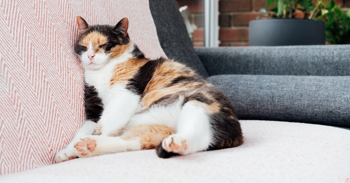 Métodos efectivos para eliminar pelos