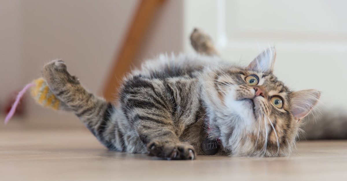 Conquista las manchas de mascotas: de la orina a las bolas de pelo