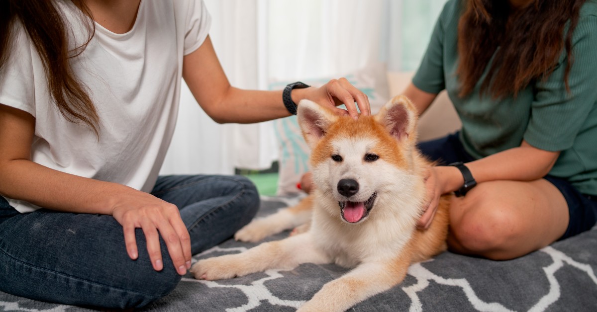 Disfruta de tus mascotas sin renunciar a la limpieza. Estrategias para controlar el pelo, neutralizar olores y mantener la casa fresca.
