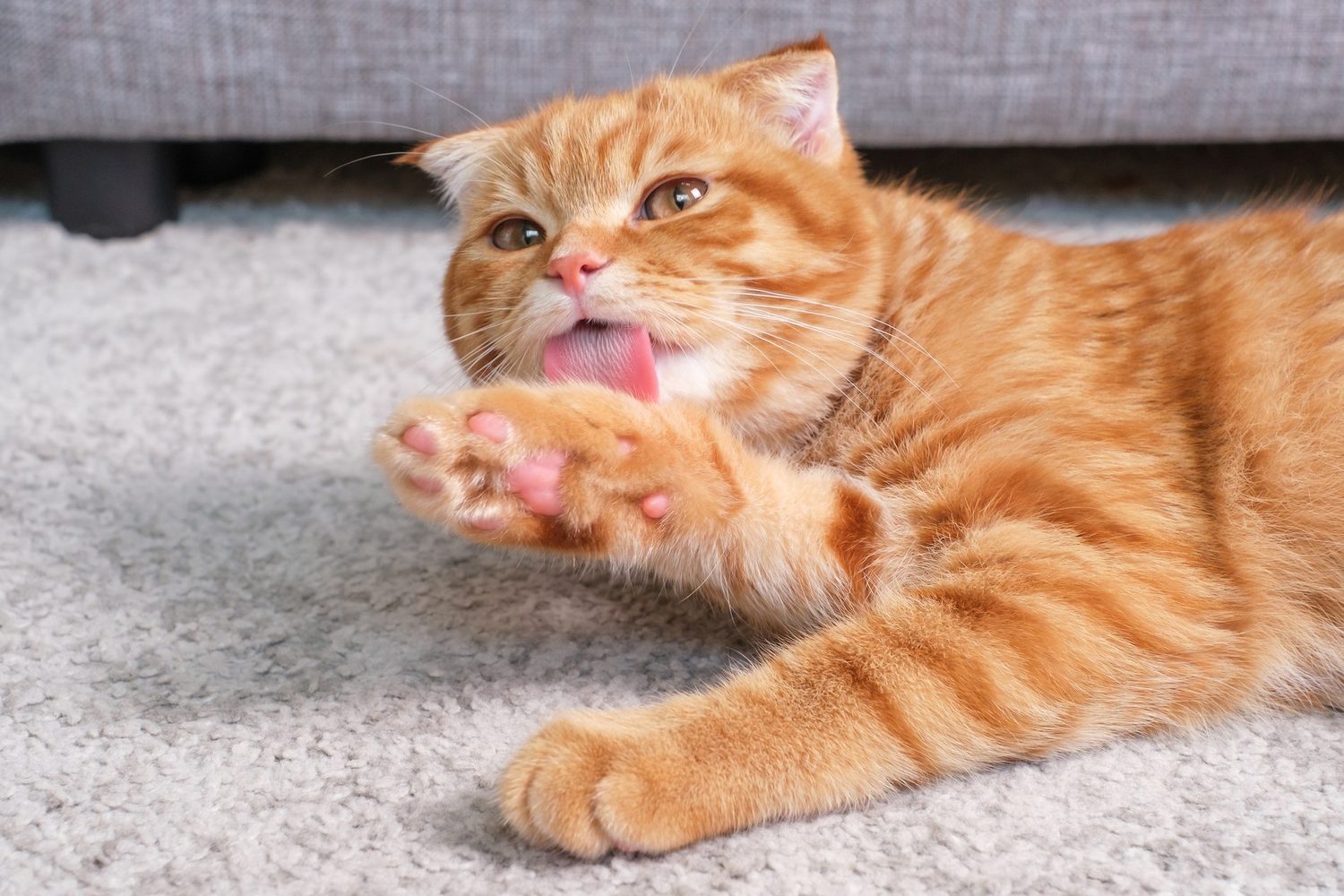 Un gato atigrado naranja se lame la pata mientras descansa sobre una alfombra gris