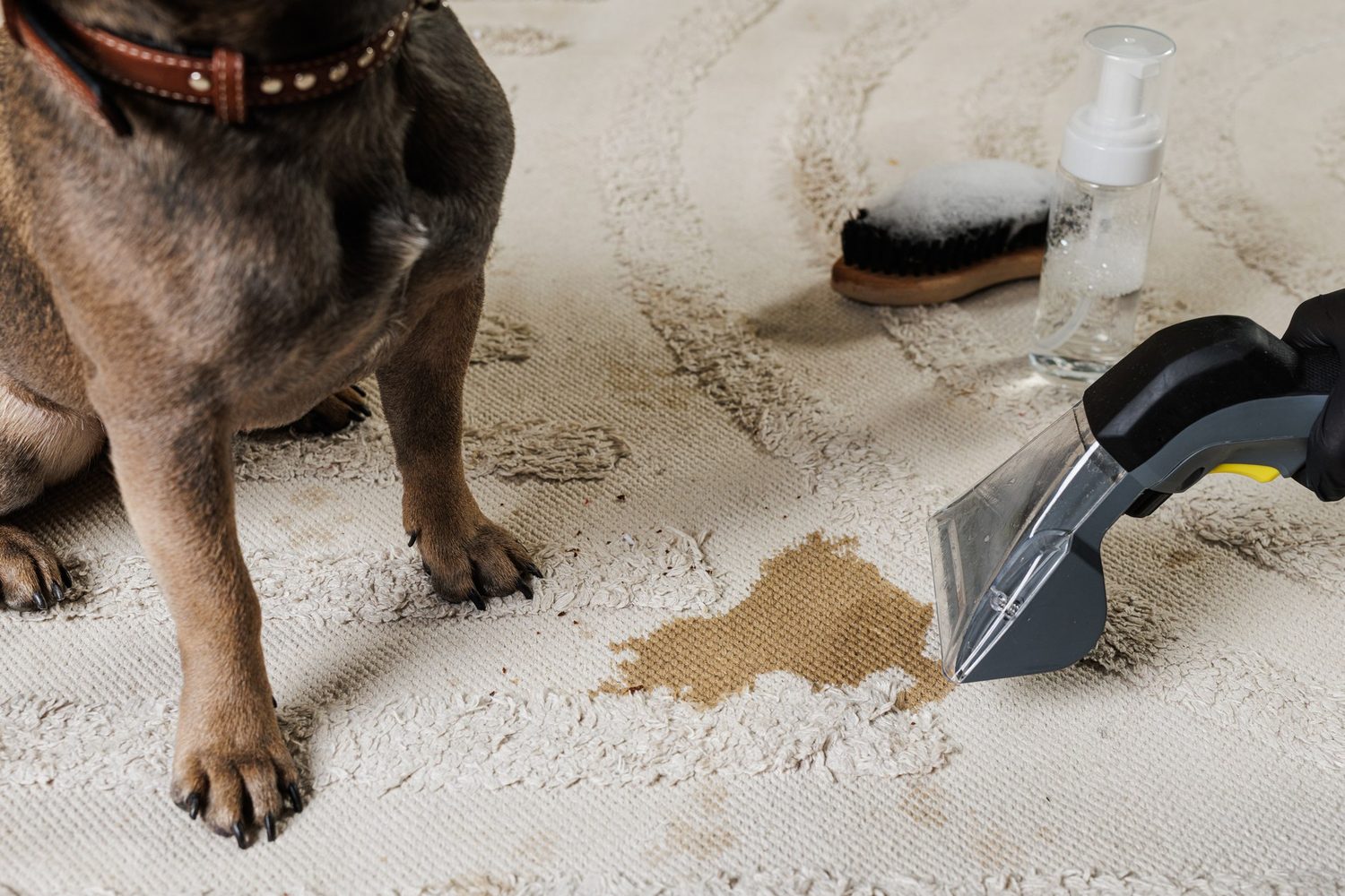 Una aspiradora extractora limpia una mancha de una alfombra clara mientras un perro permanece al lado