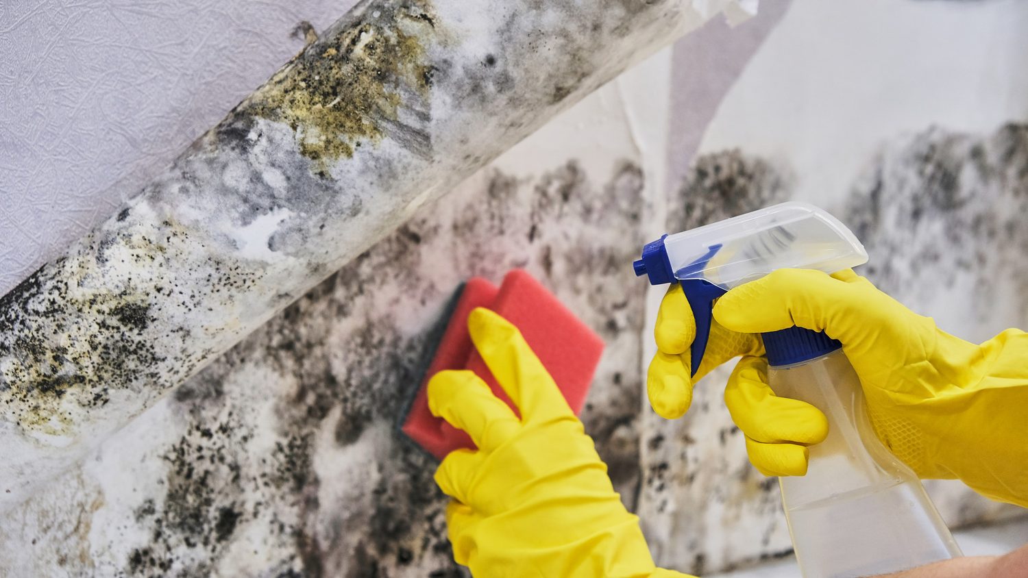 Manos con guantes amarillos limpian una pared con moho usando una esponja y un pulverizador