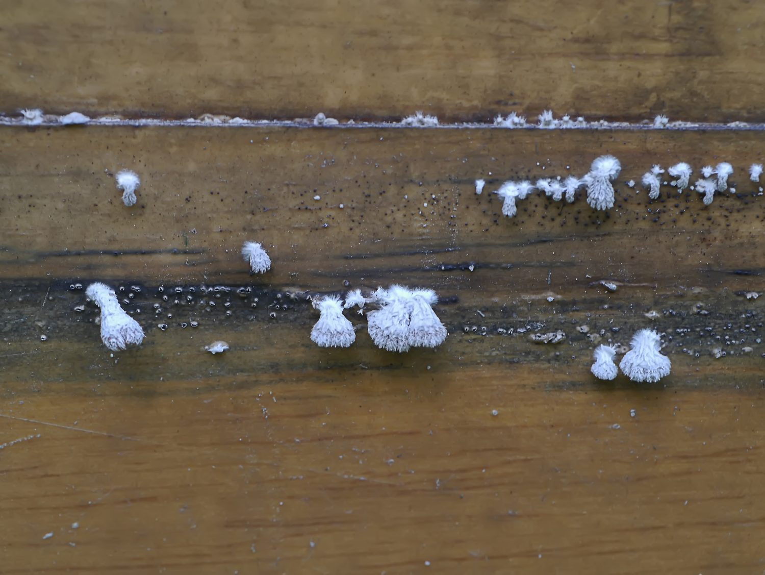 Colonias de moho blanco crecen entre las juntas de varias tablas de madera
