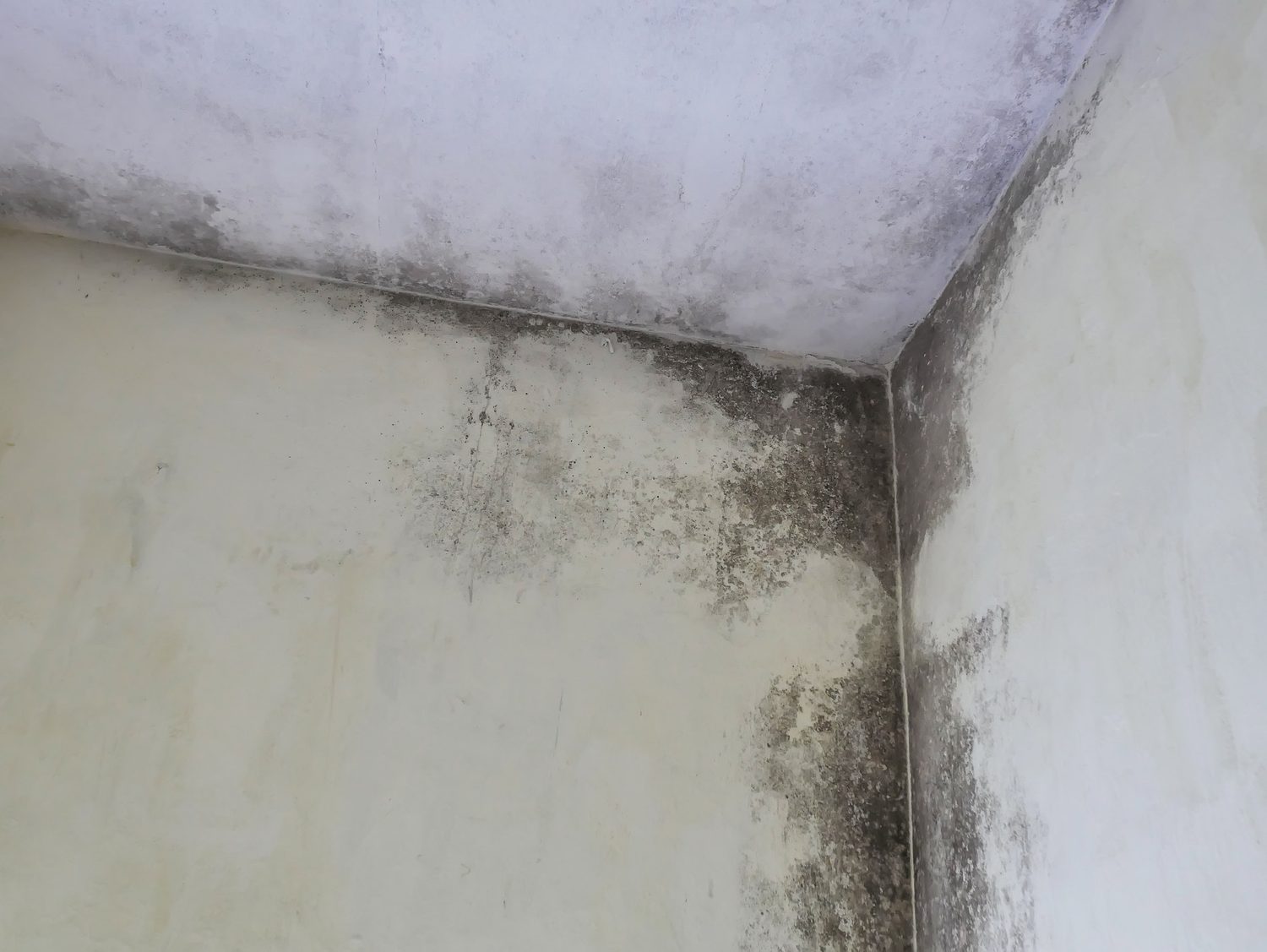 Moho visible en la esquina donde se unen el techo y las paredes de una habitación