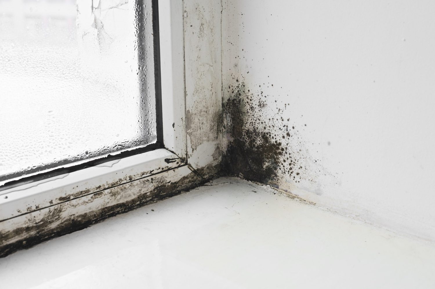 Moho negro acumulado en la esquina interior del marco de una ventana
